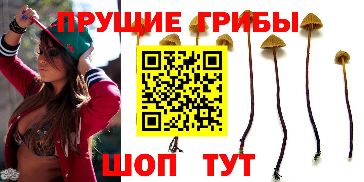 Псилоцибиновые грибы Psilocybe Урус-Мартан